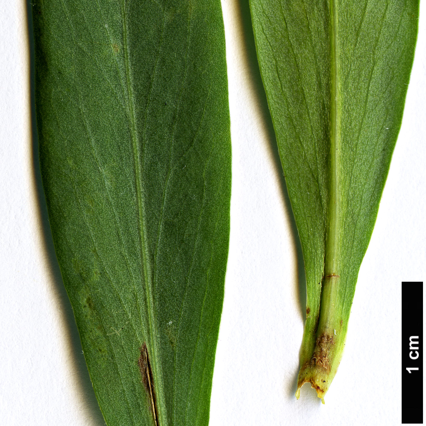 High resolution image: Family: Rosaceae - Genus: Sibiraea - Taxon: altaiensis - SpeciesSub: subsp. altaiensis